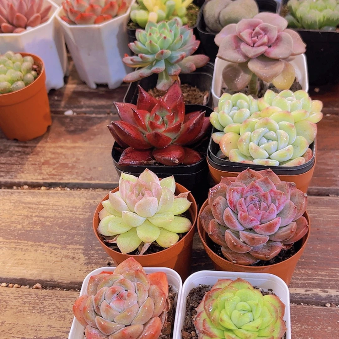 元旦套餐8盆11111111111