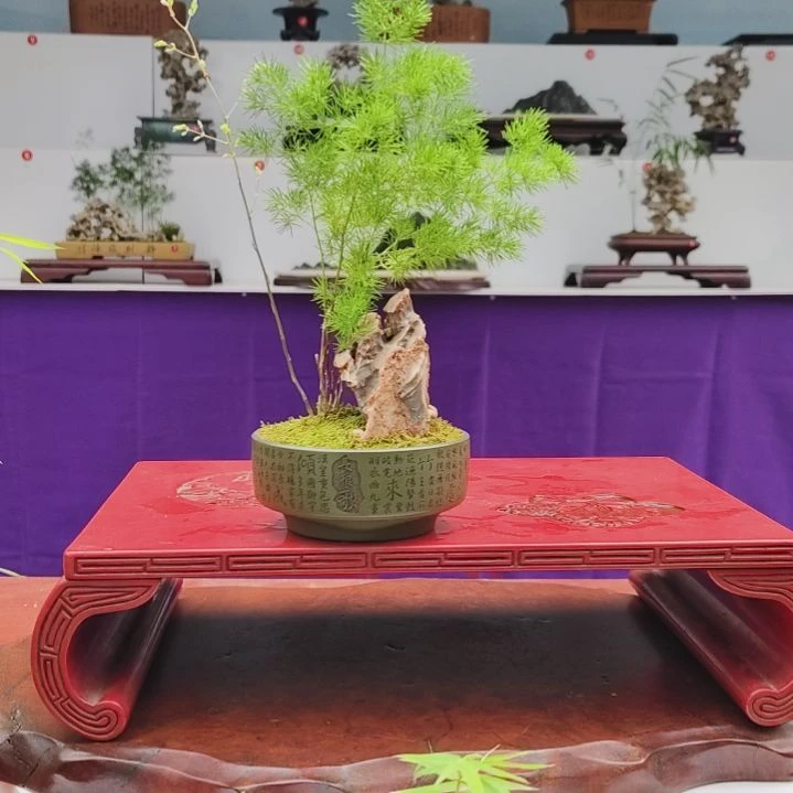 无花朵盆景，蓬莱松，风凌石