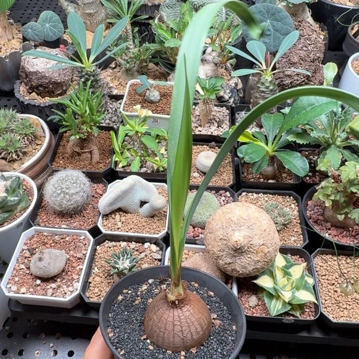 卷叶垂筒花 437 仙人球
