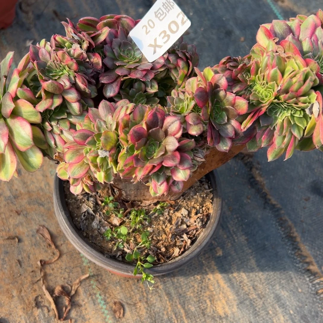 302雨荷缀，满20包邮嘟叮熊