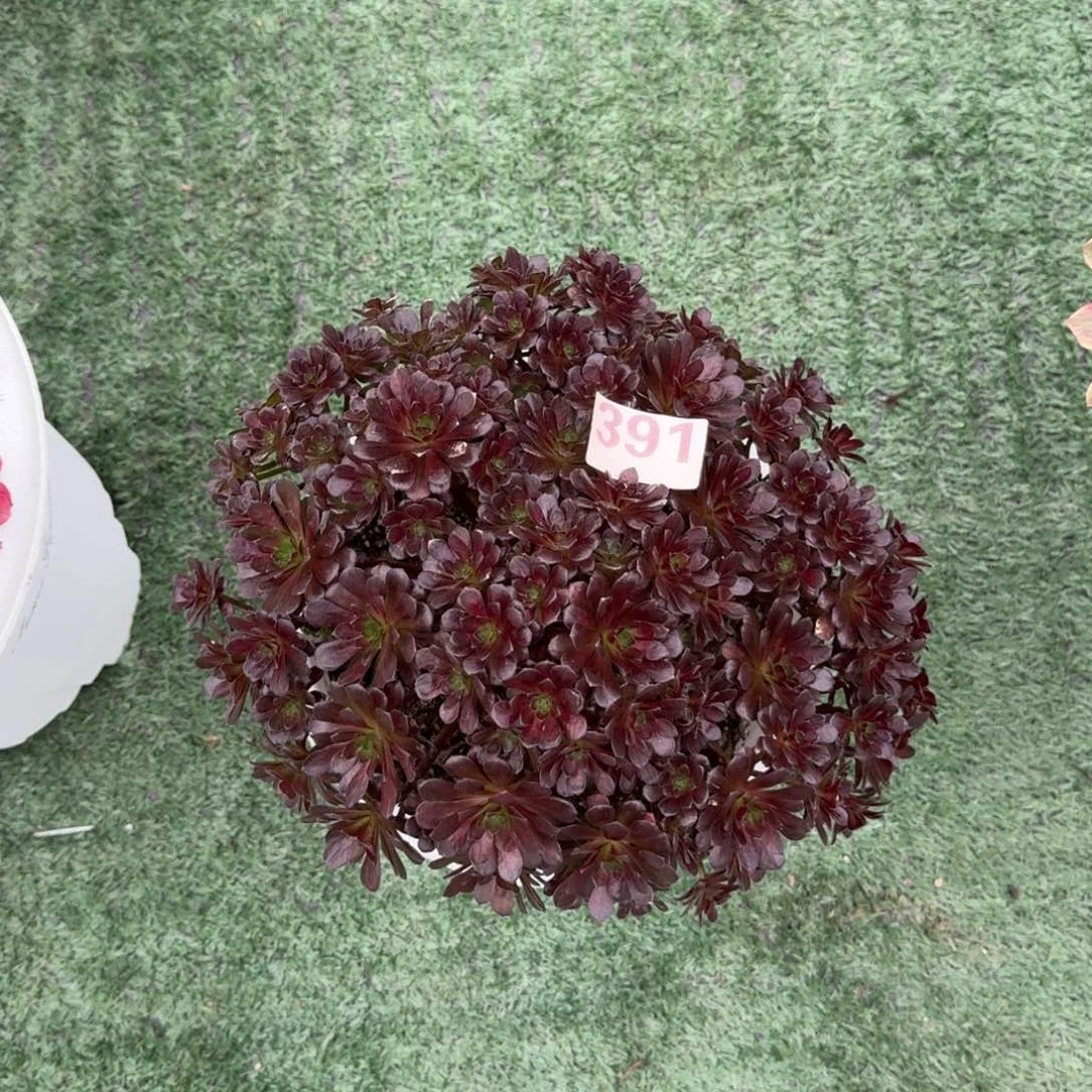 平*凡391！黑珍珠法师多肉植物