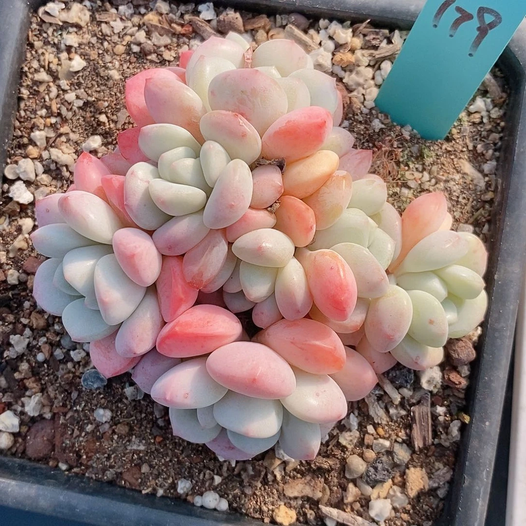 779多肉植物老桩