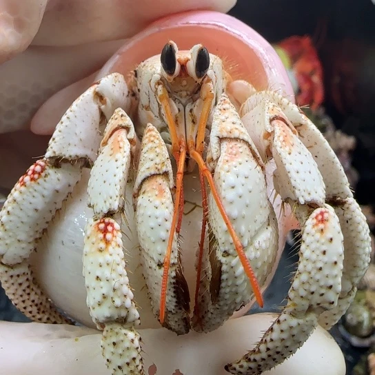 粉色手工壳超美3口