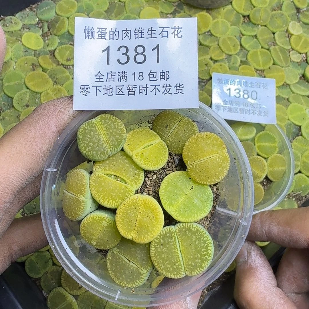 1381 哈哈哈哈哈哈哈哈哈哈