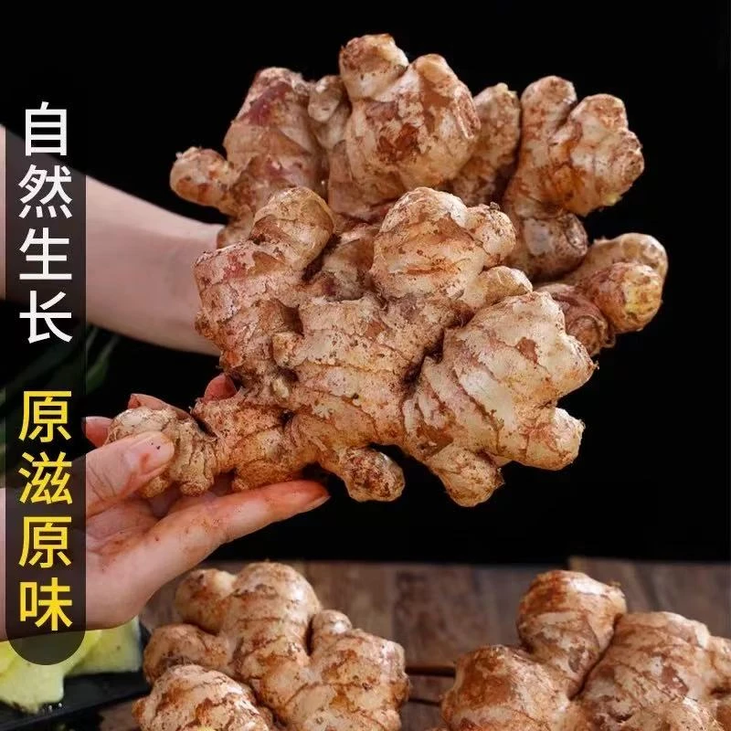 连州新鲜小黄姜/窖藏姜