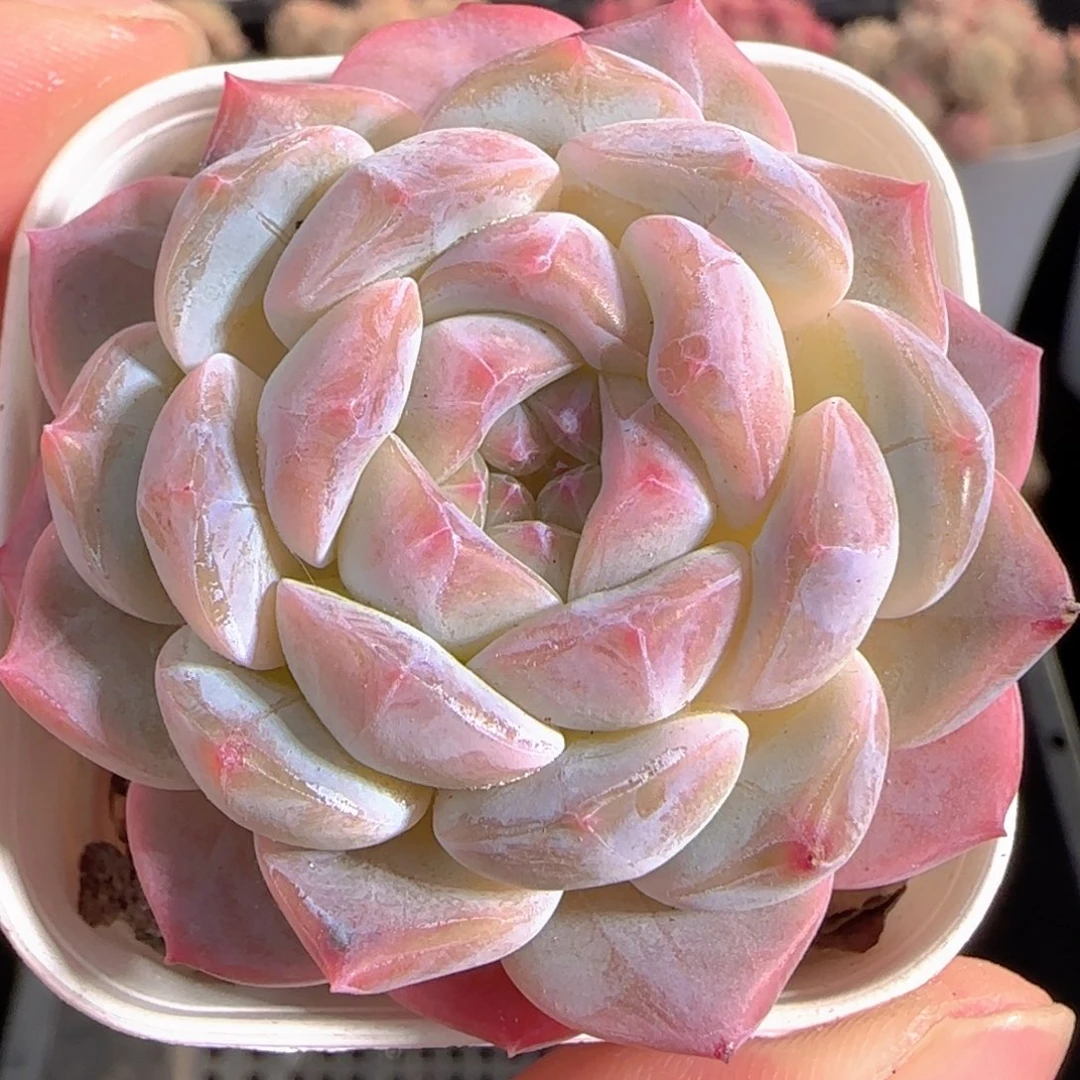 多肉0101-189糖心糖心