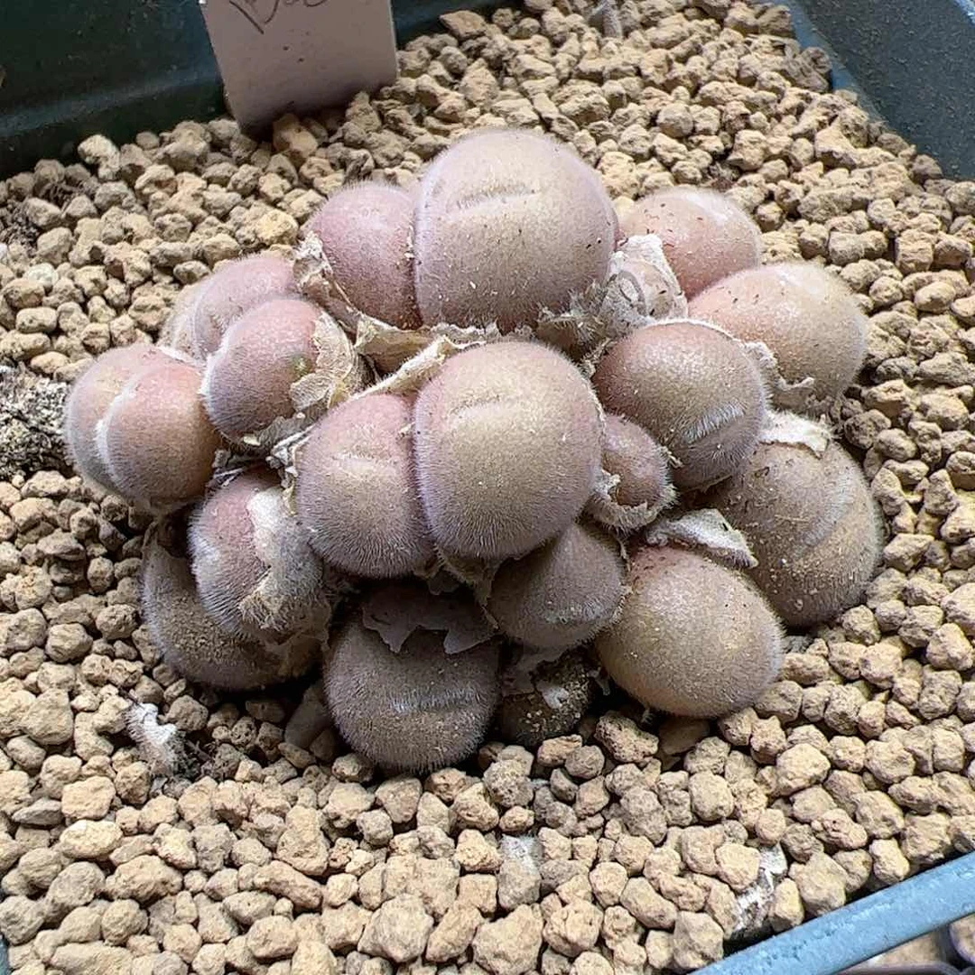 【闪购商品】177 D毛球