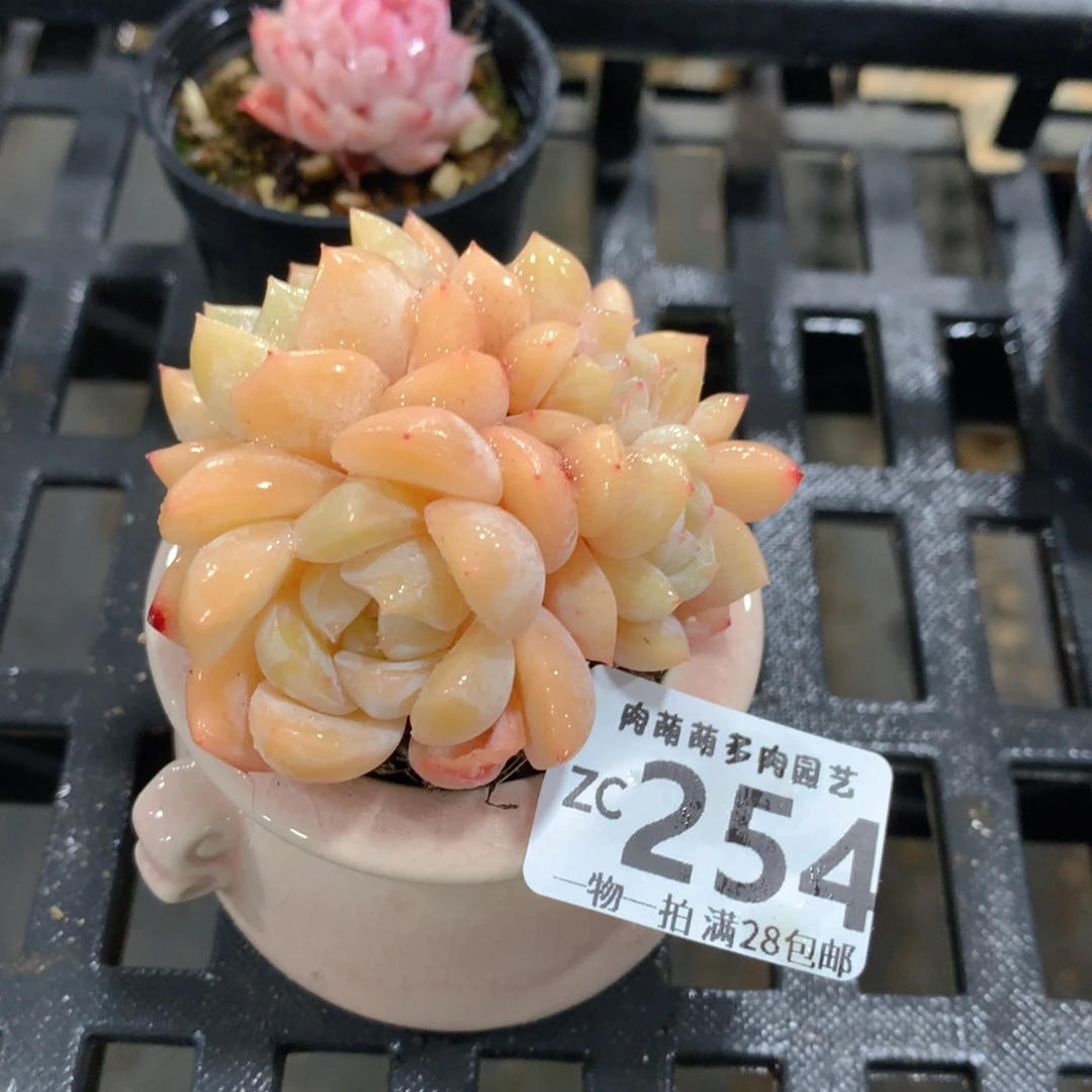 肉萌萌拇指盆精控多肉ZC254