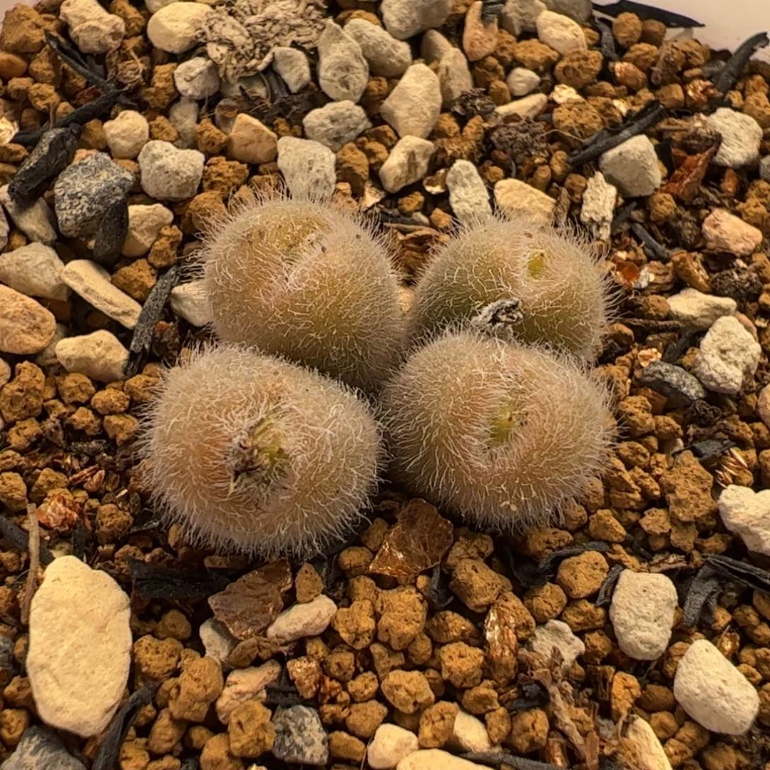 321多肉植物百科