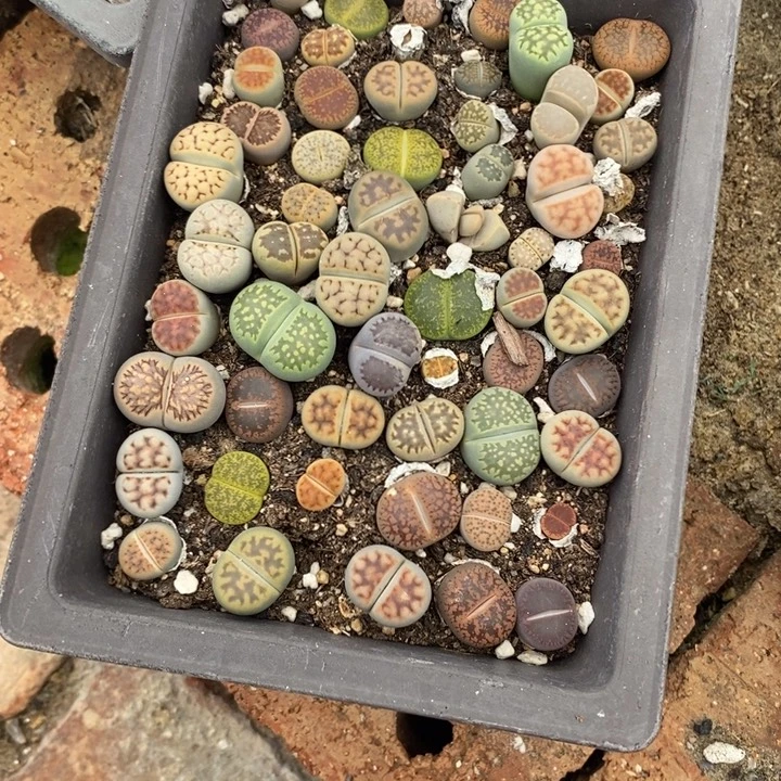 E****生石花的季节是最629