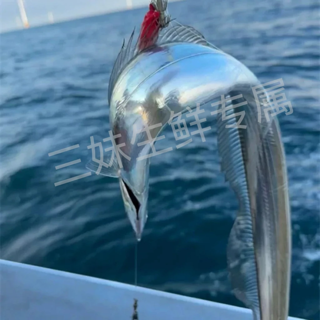 海钓带鱼 5两左右/条 野生 油带鱼 无冰 到手10条