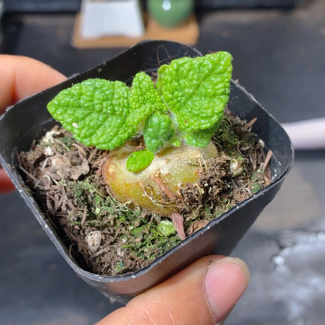 断崖王子多肉9.9包邮发货