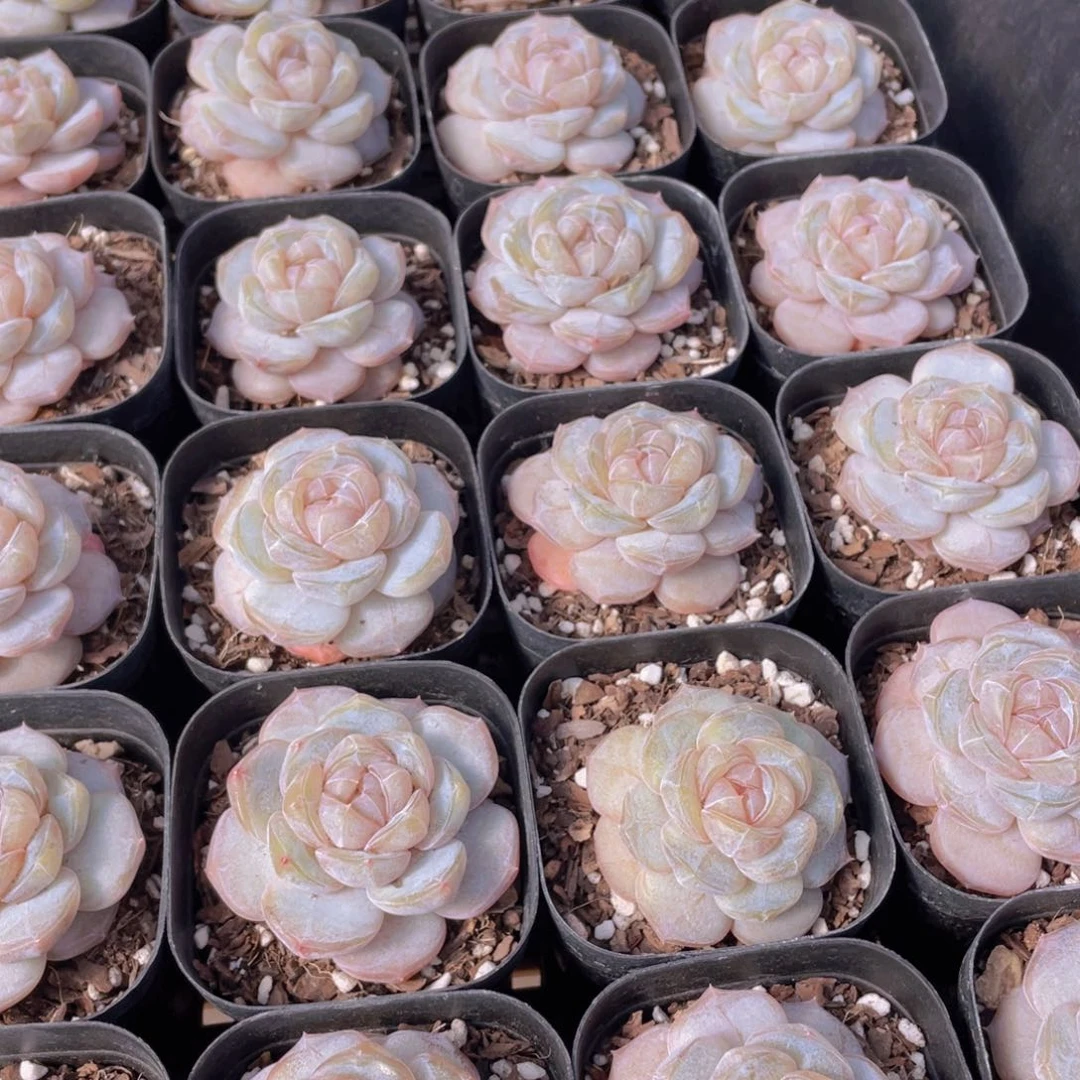 量拍20号 糖心白兰地单头一个