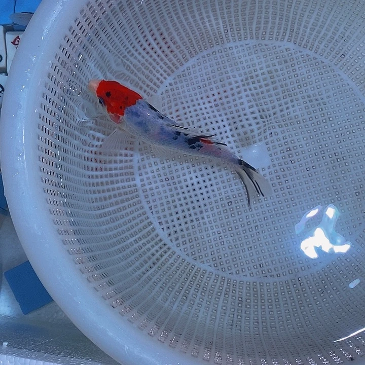 锦鲤活体锦鲤鱼开箱包活