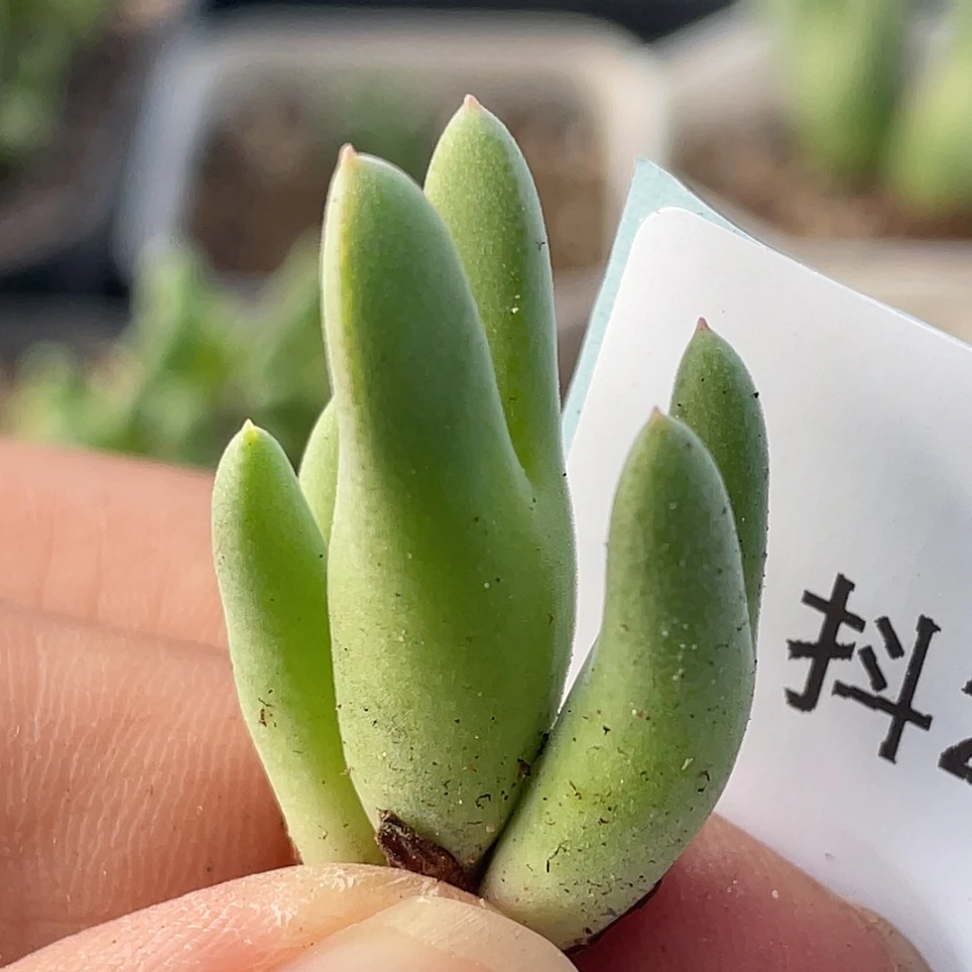 28-3猪蹄多肉植物