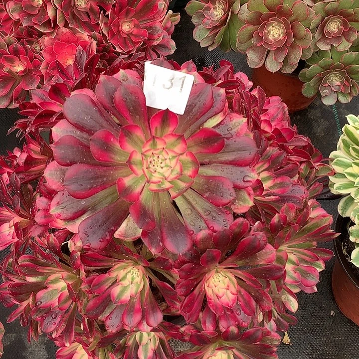 131.红铜白多肉植物