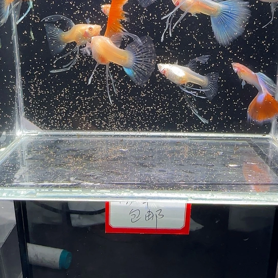 孔雀鱼蓝白大c一缸