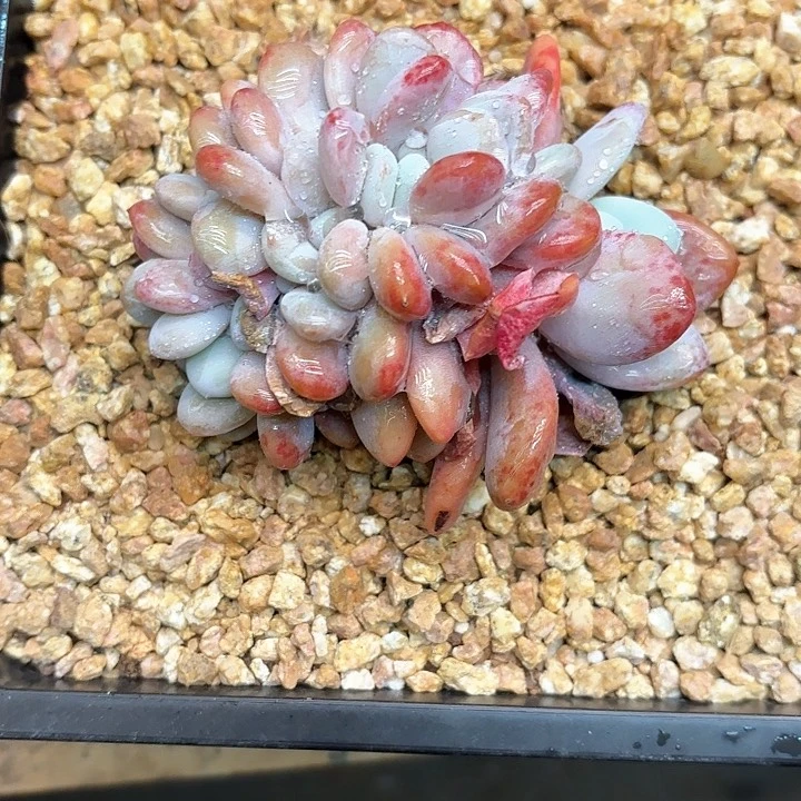 多肉植物，粉兔缀