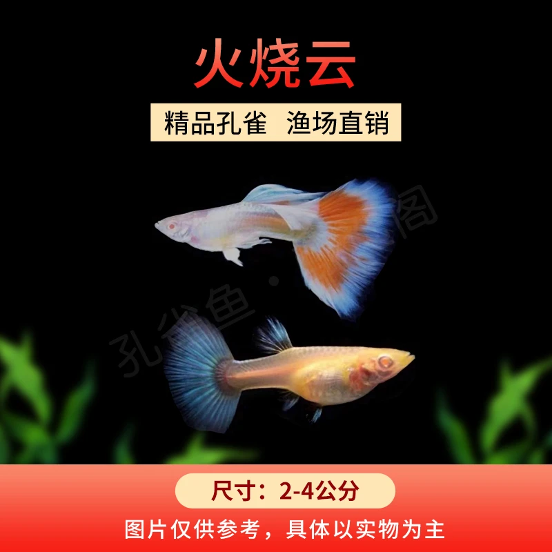 火烧云 孔雀鱼 胎生鱼 小型观赏鱼 热带鱼 新手好养 活体可繁殖