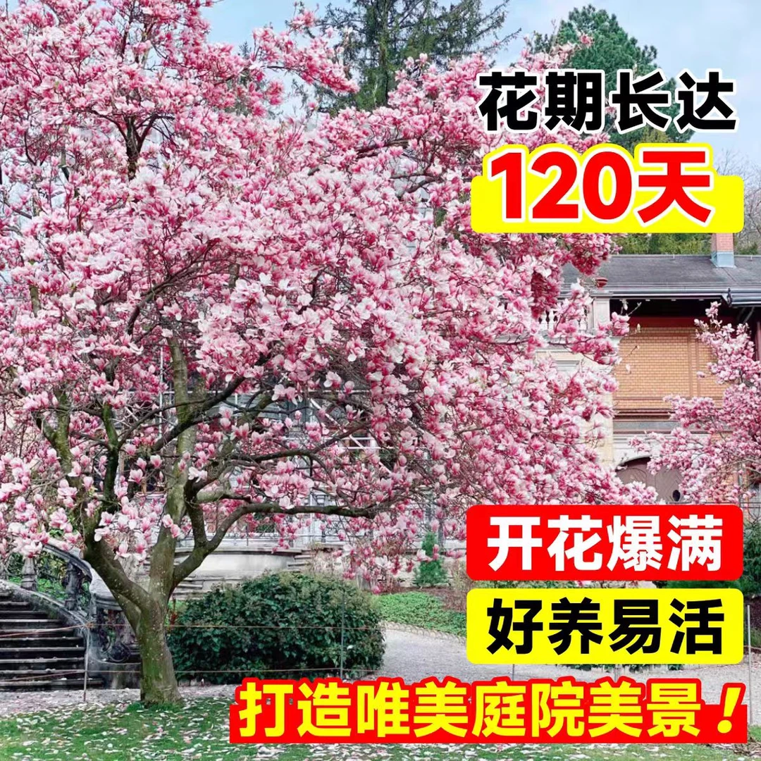 带花苞玉兰花树苗适合家门口种植庭院耐寒紫白广玉兰花卉