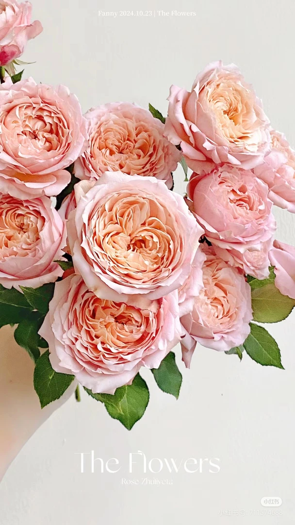 【单头朱丽叶塔20枝】20%不售后，三扎京东冷链包邮