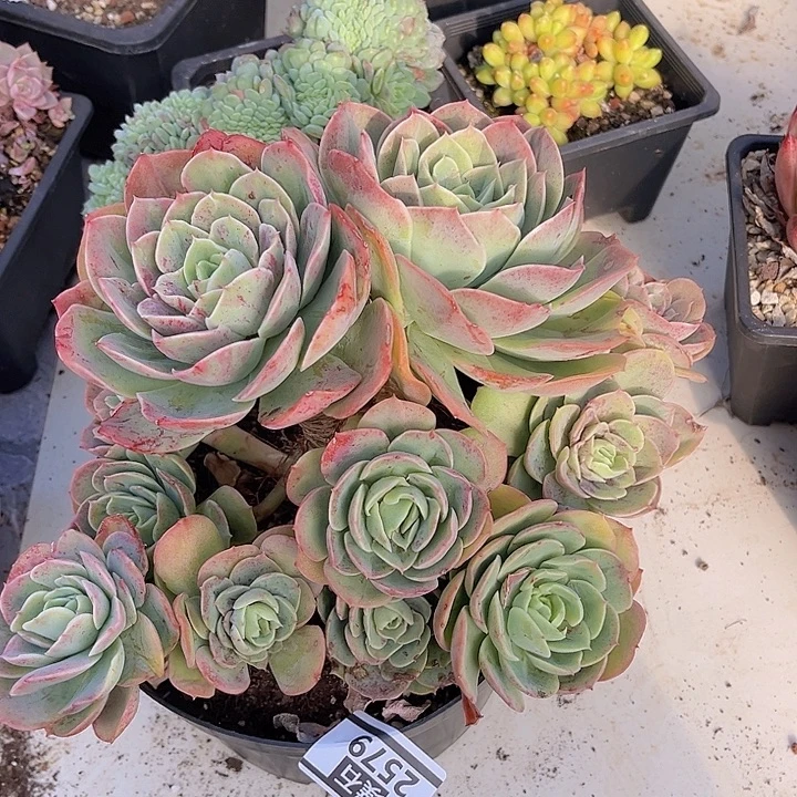 桃花坞2579多肉植物