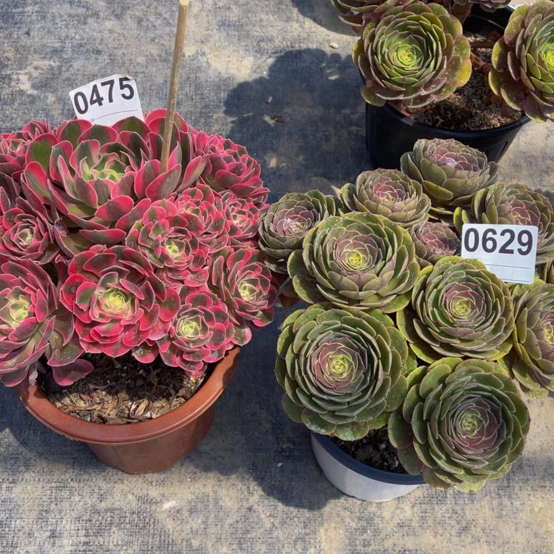 单**衣万圣节0629女郎0475带盆发货