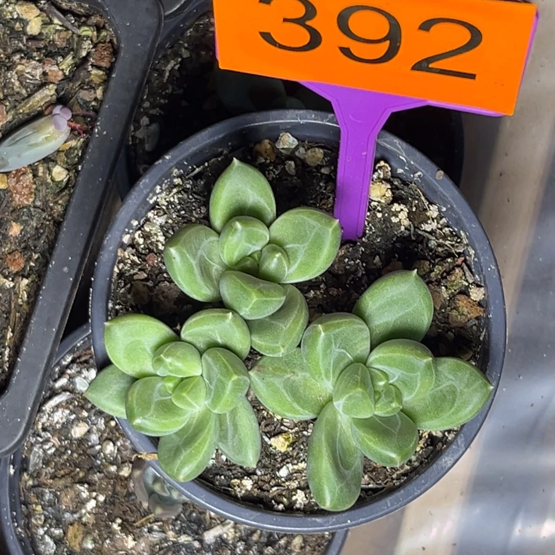多肉植物青梨美人392
