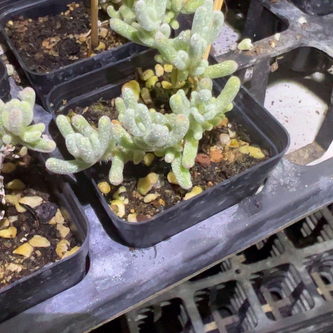 白闪光55杯小老桩