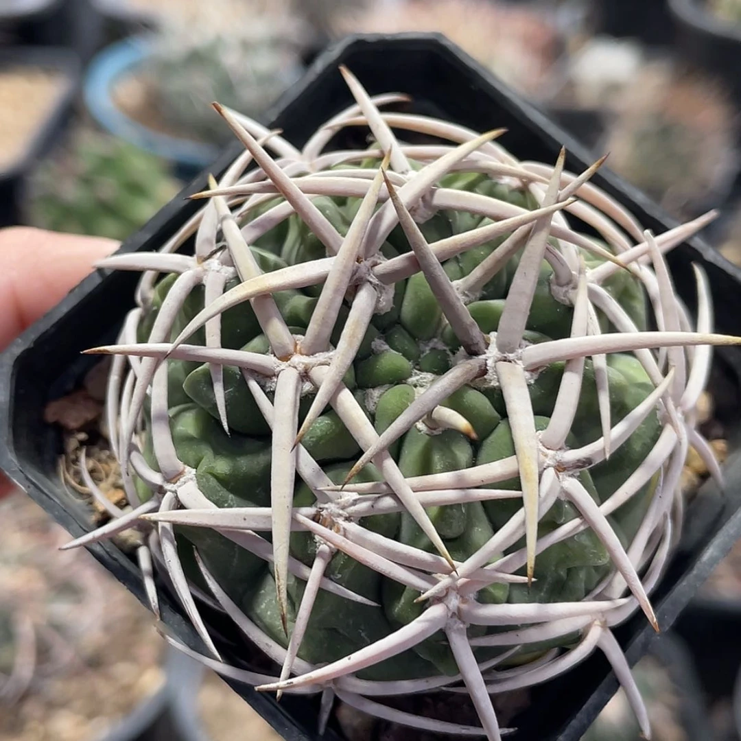 【闪购商品】碧岩玉实生6666