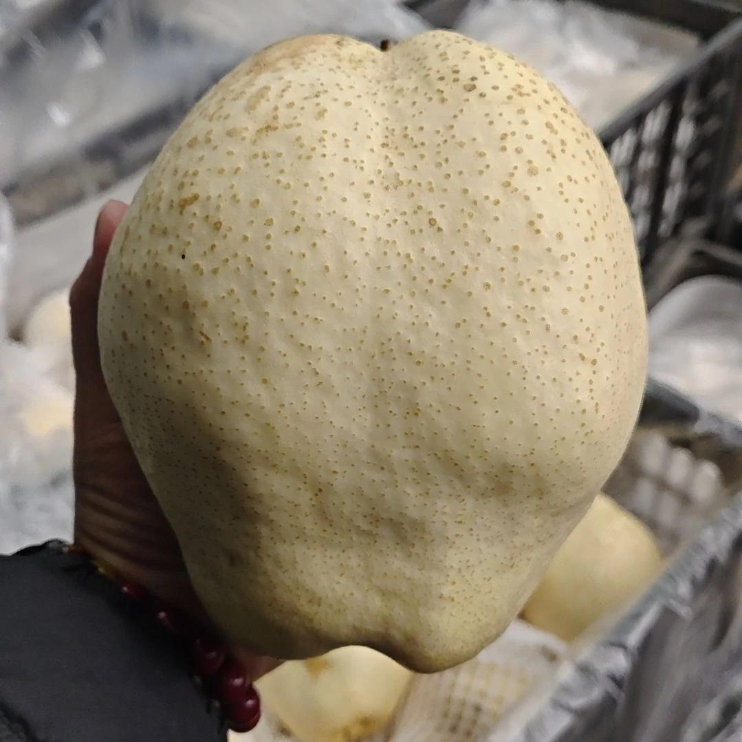 酥梨超大果，单个1.7斤以上，一箱4个包邮