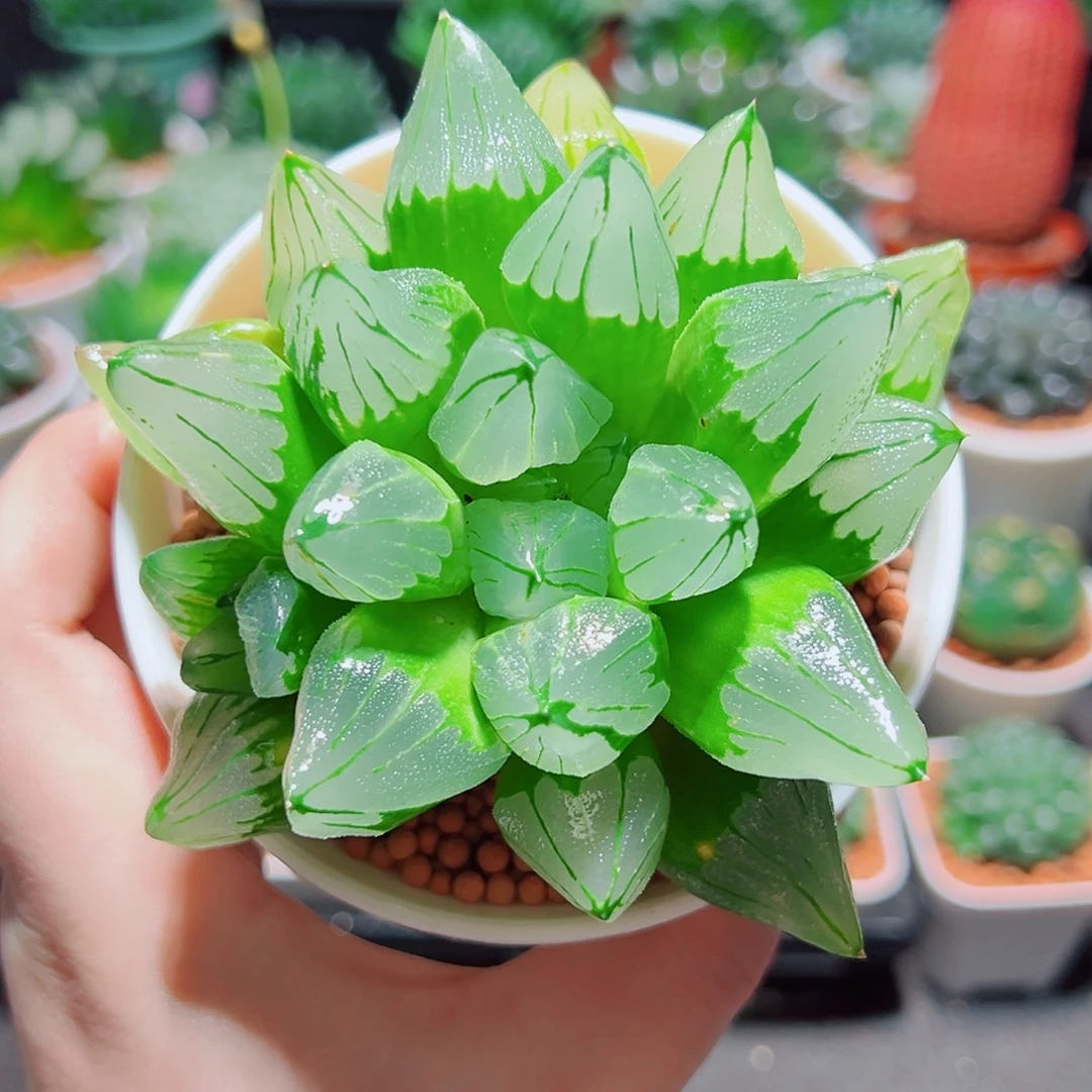 大冰城多肉多肉多肉