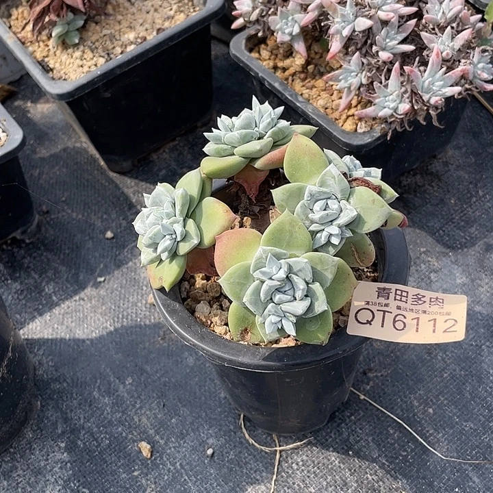 小鹿多肉一物一拍6112