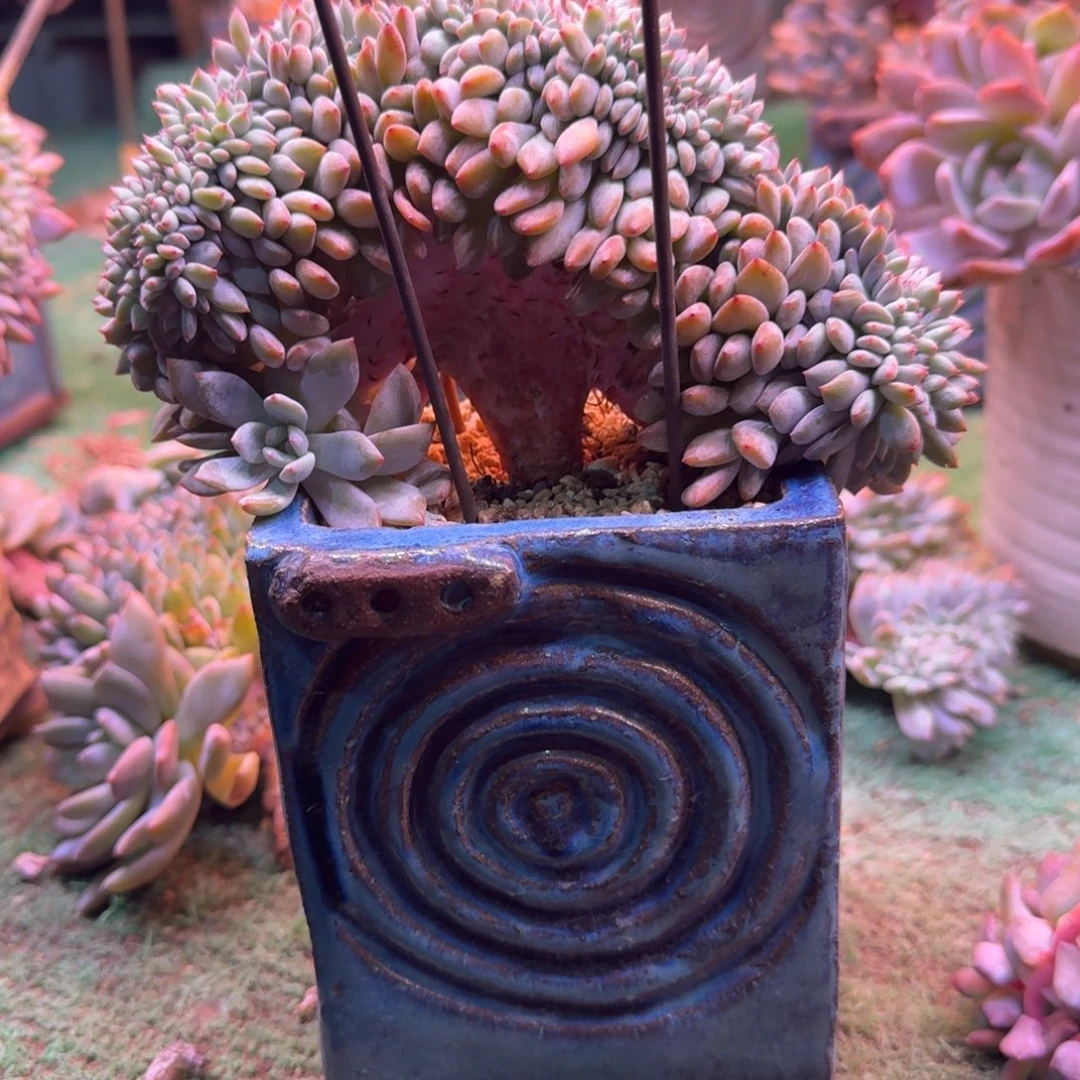 星影树缀无砍多肉