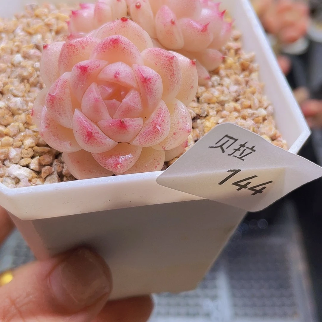 144不包整精品多肉一物一拍