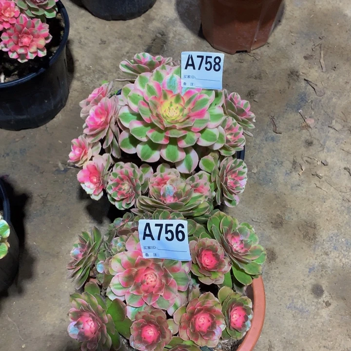 亦***财无花朵758 756000000