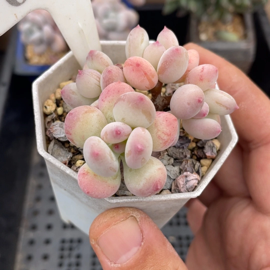 0598三日月美人不带盆6厘米