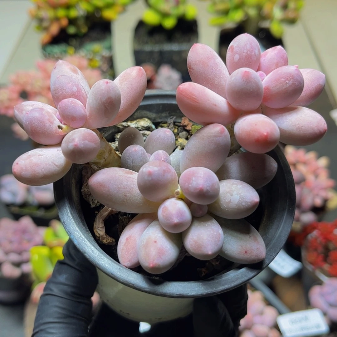 422汤圆奶酪10厘米多肉