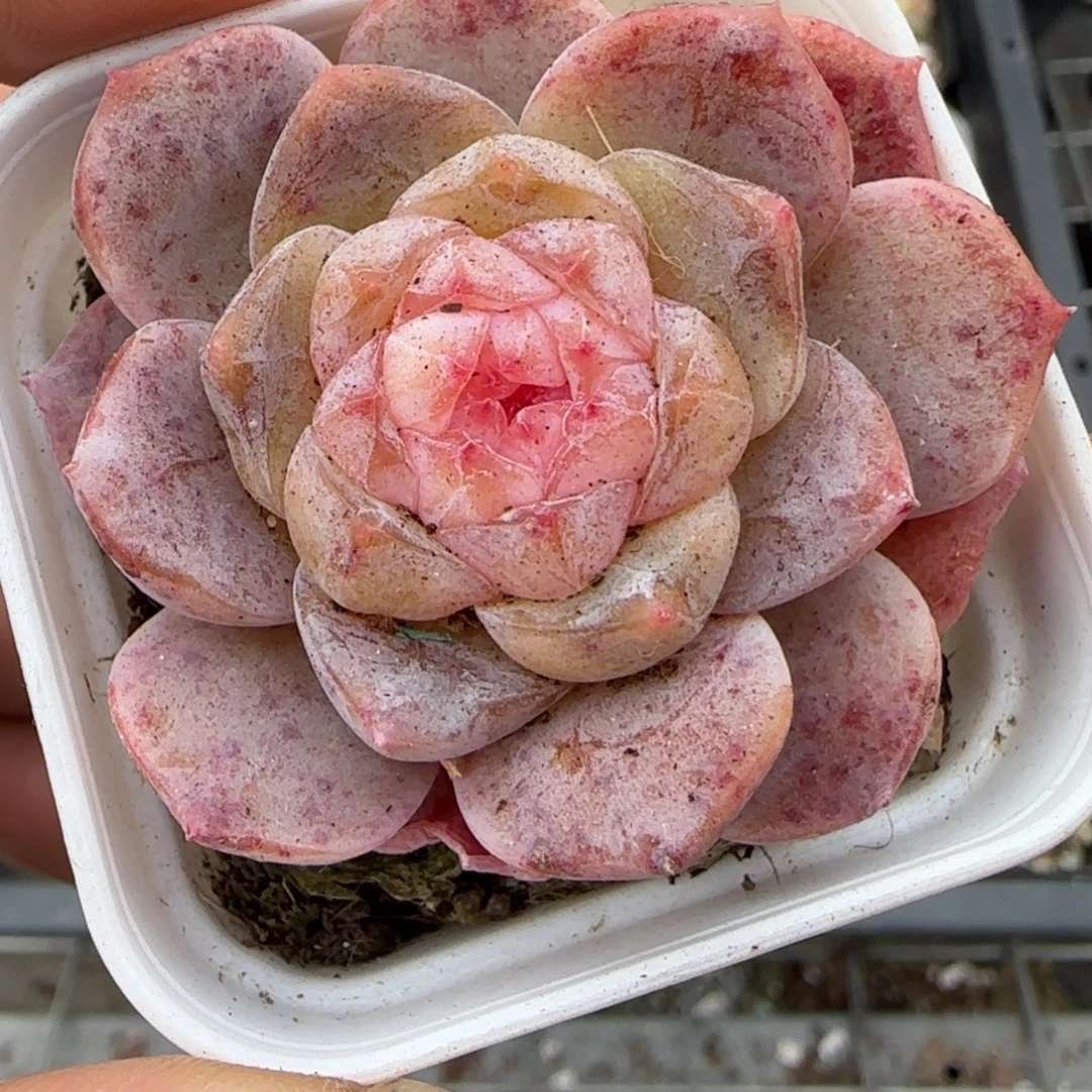 多肉小卡拉米糖心一物一拍