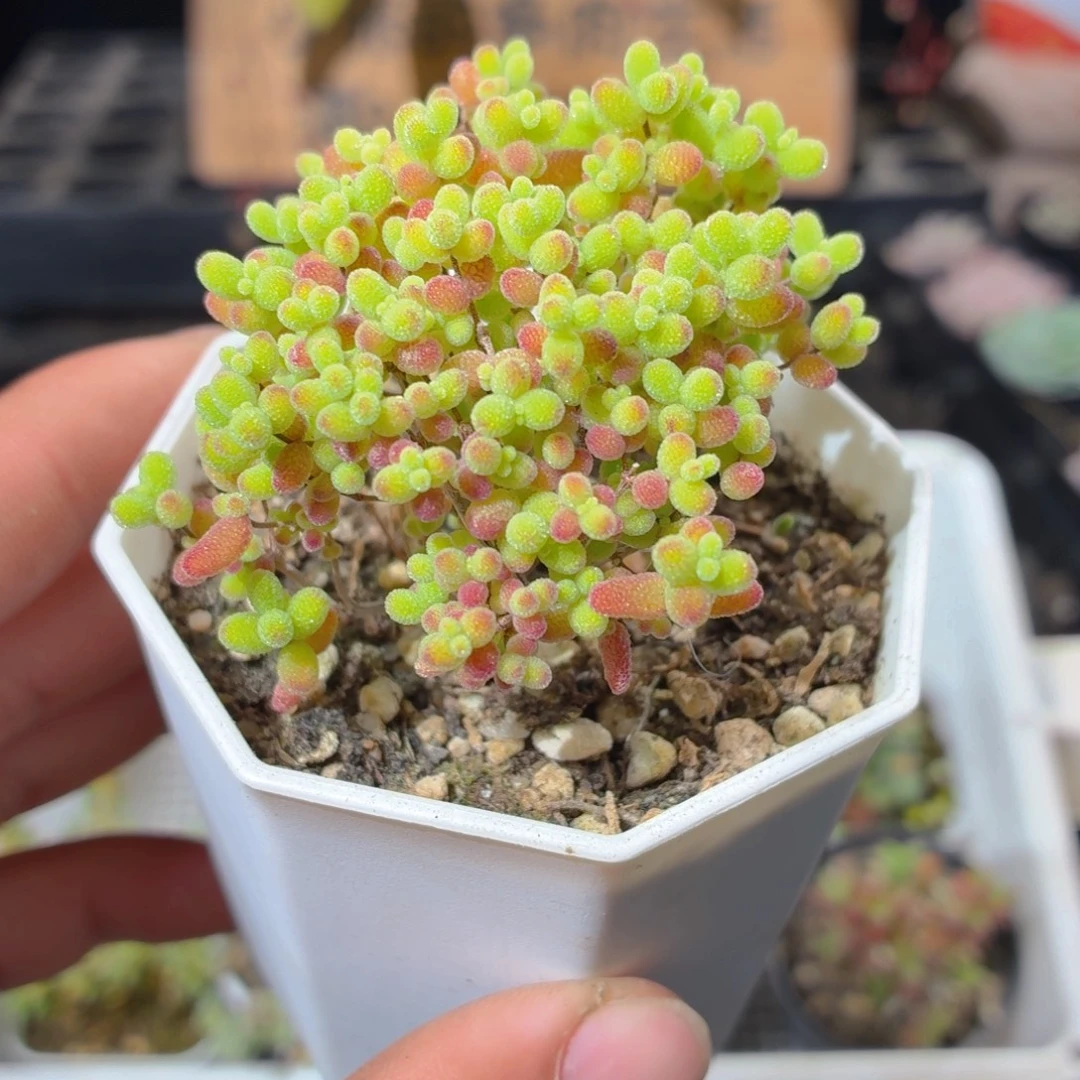 树形金桔多肉9.9包邮发货