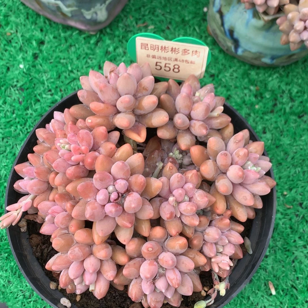 星黛露无砍平头558