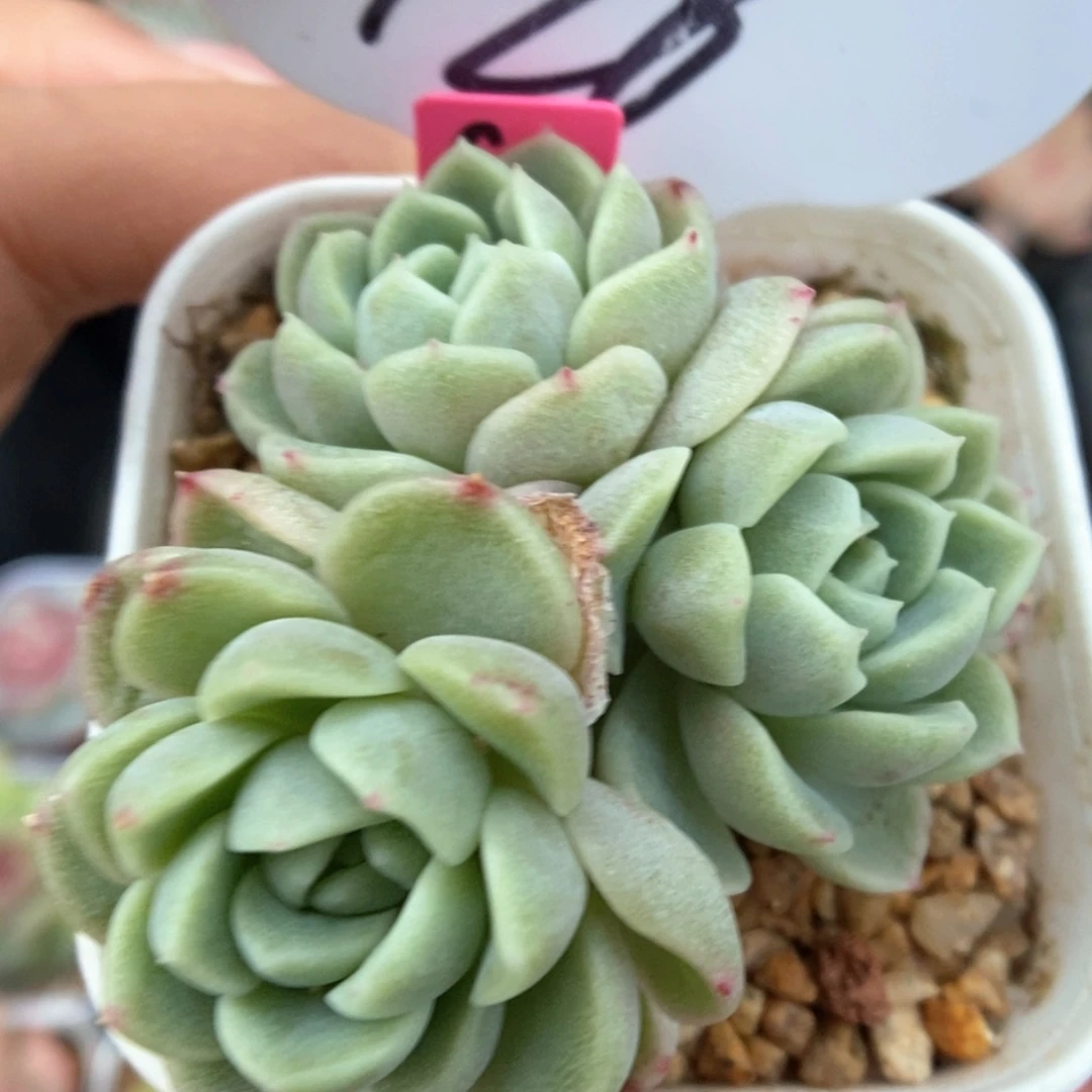 财富密码群生976号