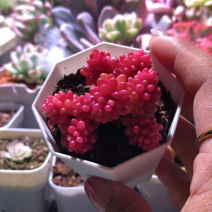 浆果锦母本级别有根