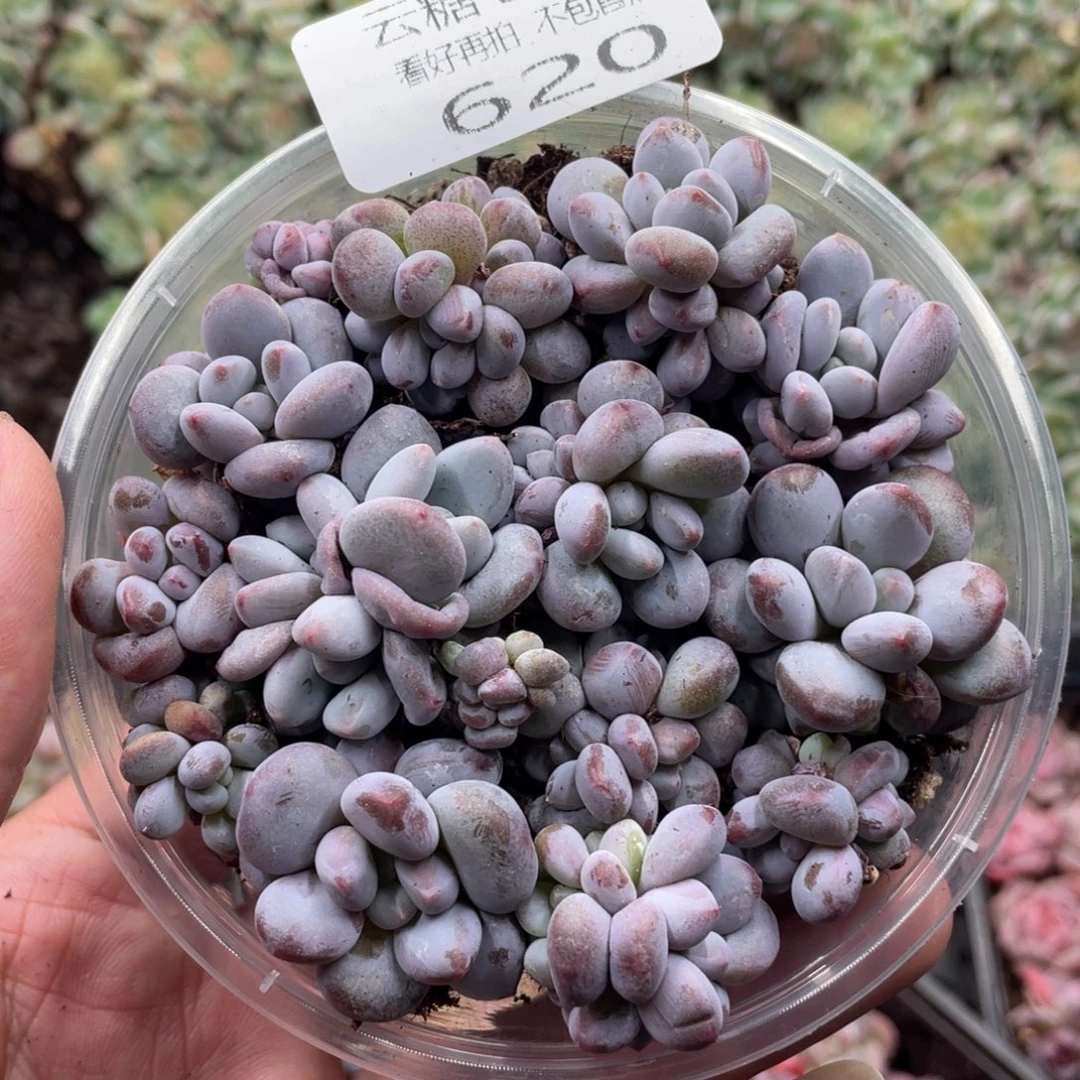 云糖心多肉植物620