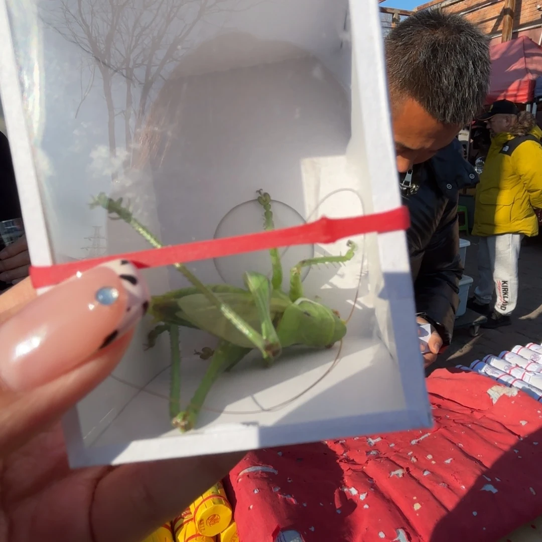 富***润蝈蝈蝈蝈福福价格