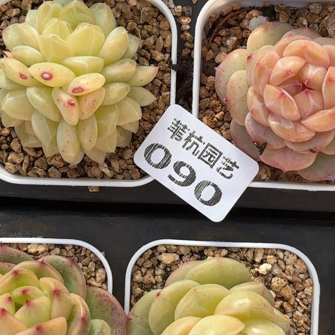 090的最后一天了啊我