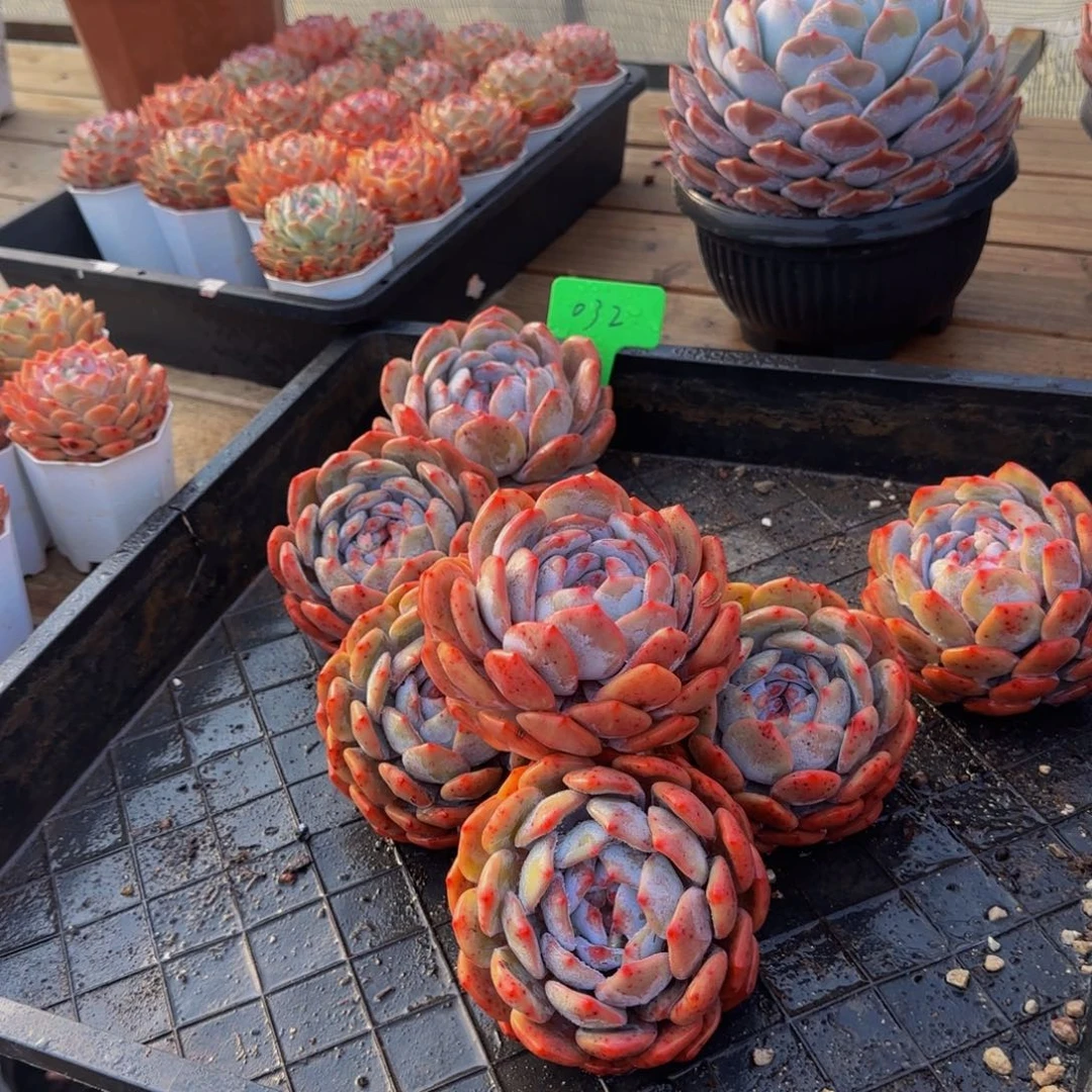 组合套餐编号32号