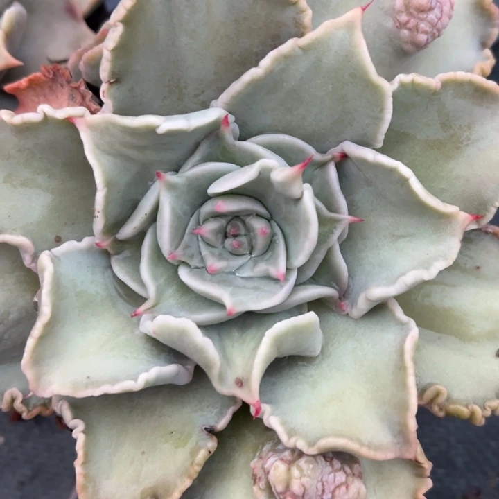 带瘤饺子皮154多肉植物