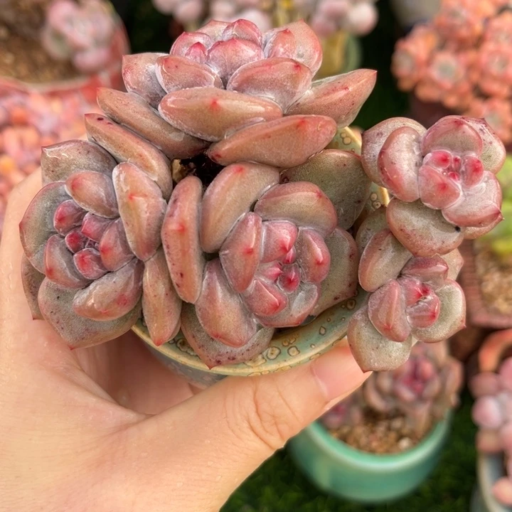 石榴籽星影默认有摘心