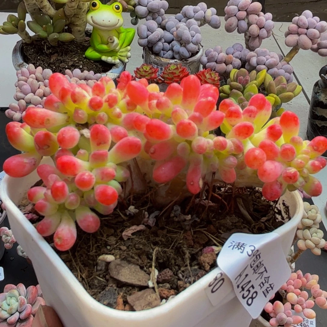 458/8cm乙女心缀多肉植物